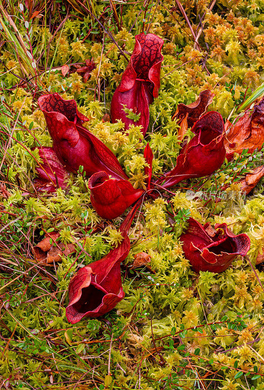 北方或紫色猪笼草，Sarracenia purpurea purpurea，苏必利尔湖州立森林，靠近纽伯里，上半岛，密歇根州，食肉植物。瓶子草科。生长在潮湿的沼泽。